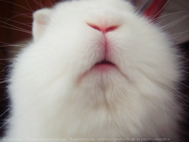 Photo de Lapin