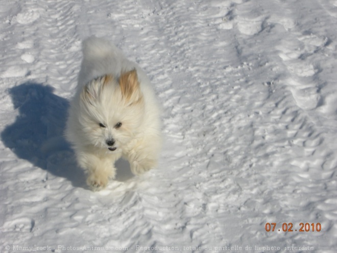 Photo de Coton de tulear