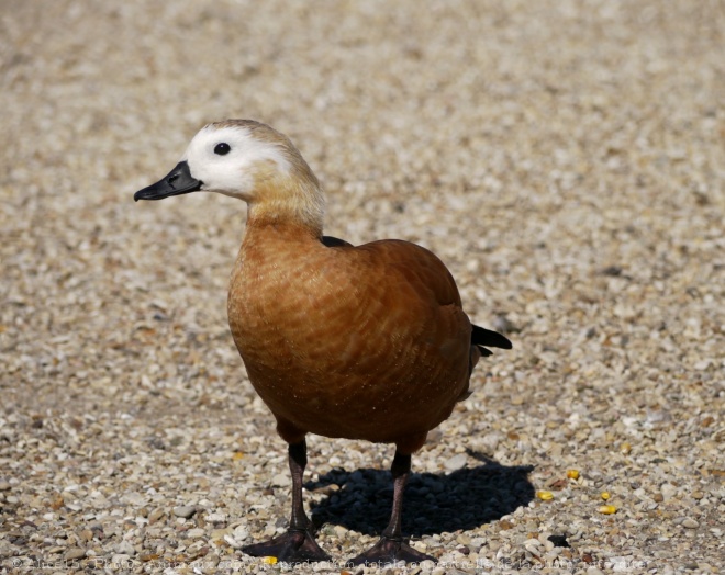 Photo de Canard tadorne casarca