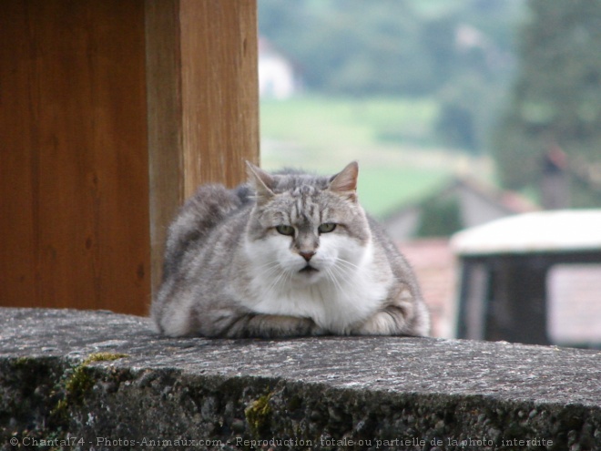 Photo de Chat domestique