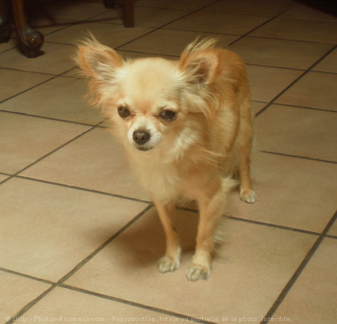 Photo de Chihuahua  poil long