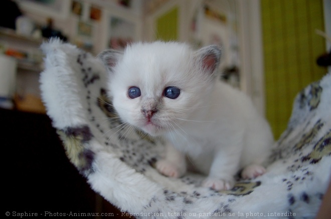 Photo de Sacr de birmanie