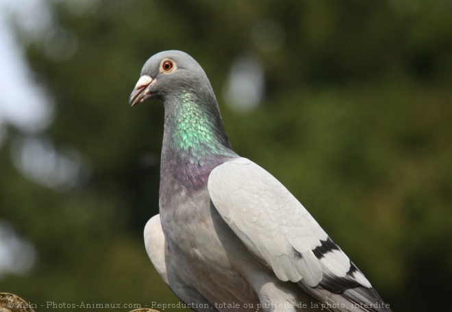 Photo de Pigeon