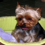 Photo de Yorkshire terrier