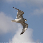 Photo de Mouette