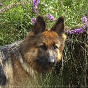 Photo de Berger allemand  poil court