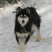 Photo de Husky siberien