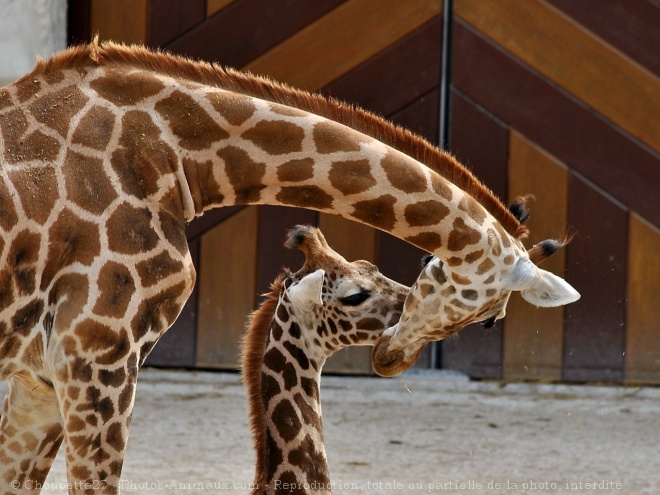 Photo de Girafe