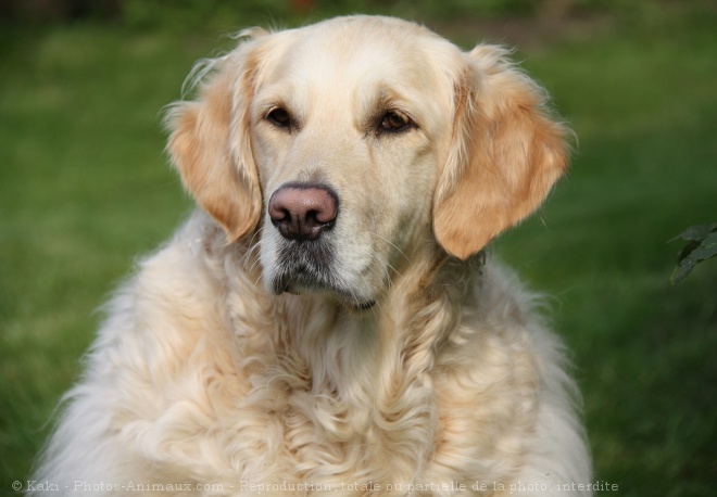 Photo de Golden retriever