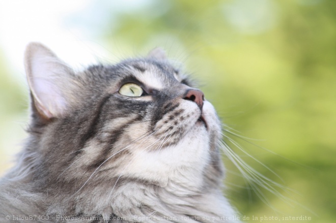 Photo de Chat domestique