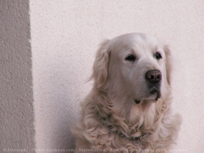 Photo de Golden retriever