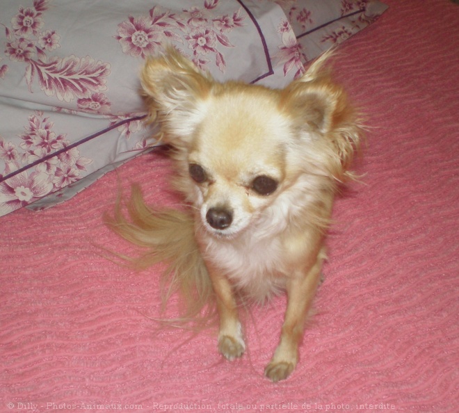 Photo de Chihuahua  poil long