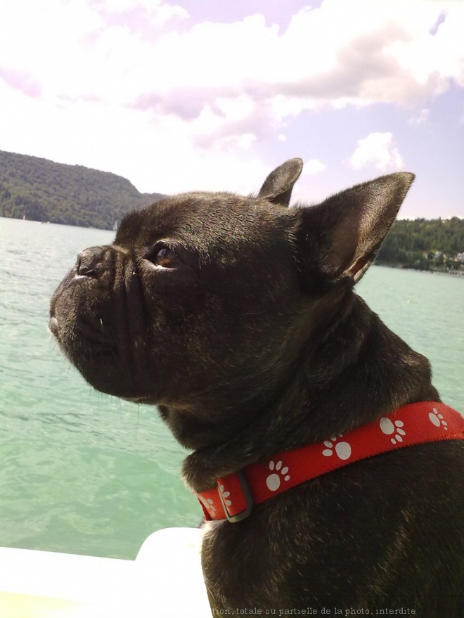 Photo de Bouledogue franais