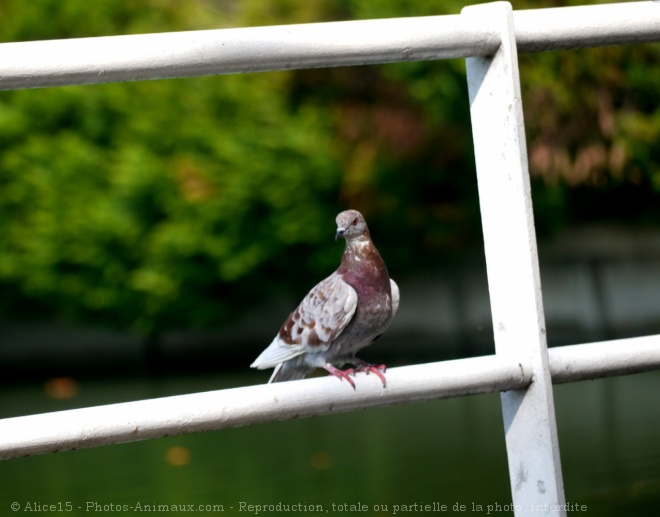 Photo de Pigeon