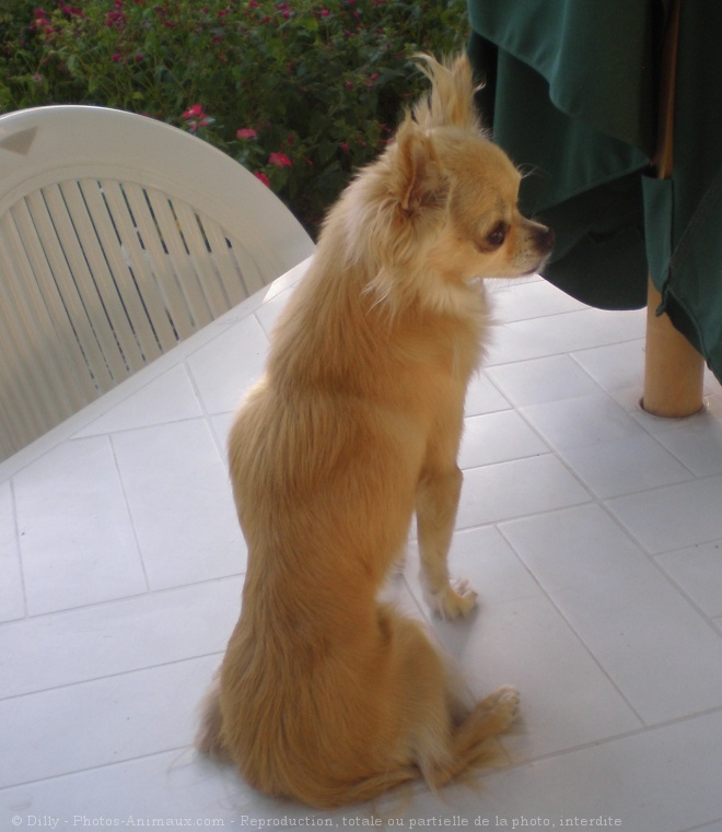 Photo de Chihuahua  poil long