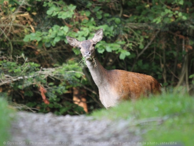 Photo de Cerf