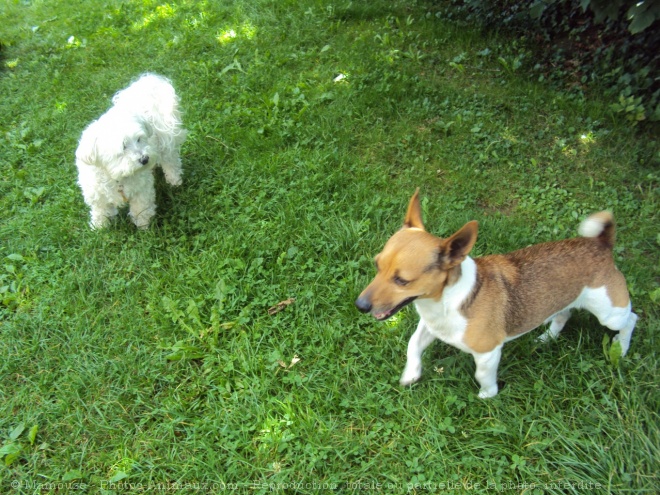 Photo de Jack russell terrier