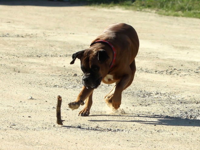 Photo de Boxer