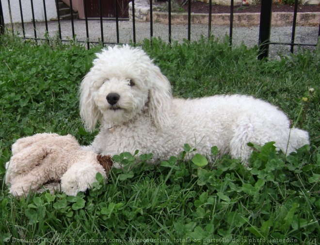 Photo de Caniche moyen