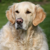 Photo de Golden retriever