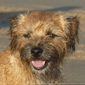 Photo de Border terrier