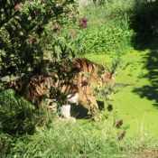 Photo de Tigre