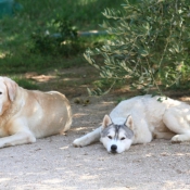 Photo de Labrador retriever