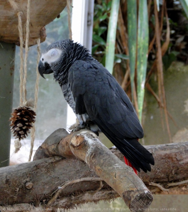 Photo de Perroquet - gris du gabon