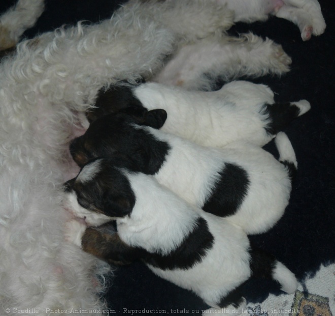 Photo de Fox terrier  poil dur