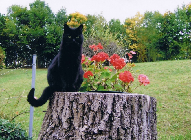 Photo de Chat domestique