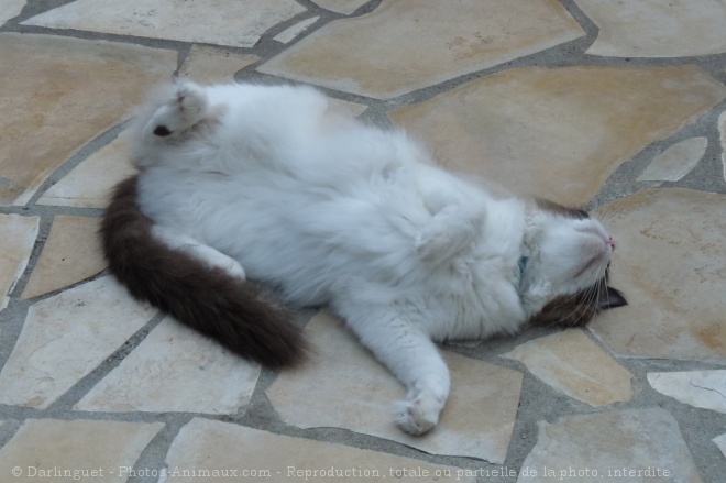 Photo de Ragdoll