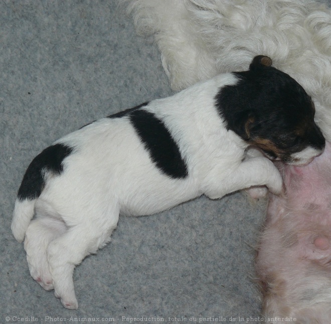 Photo de Fox terrier  poil dur