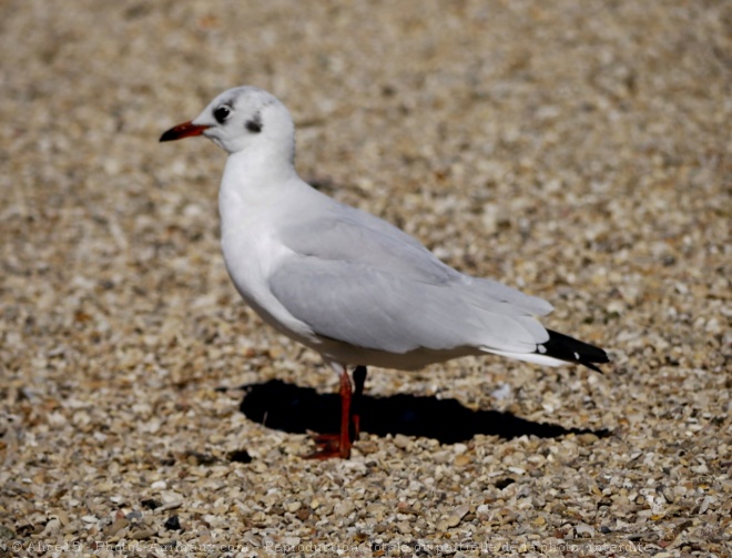 Photo de Mouette