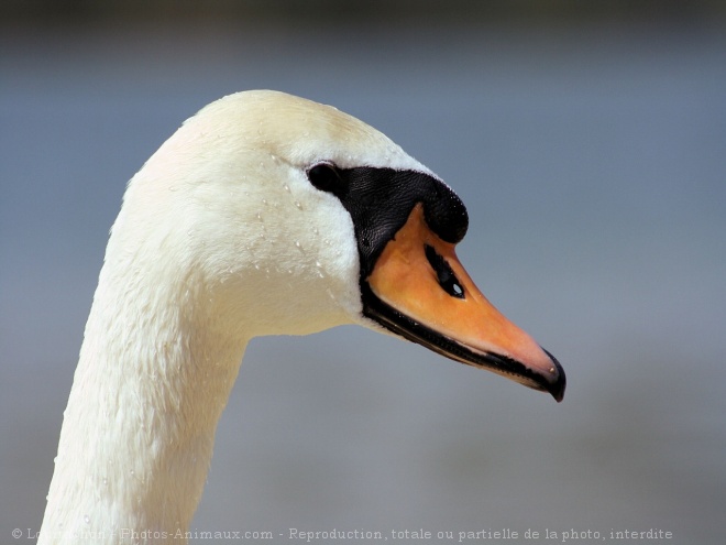 Photo de Cygne