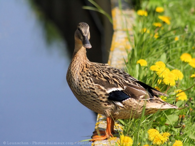 Photo de Canard colvert