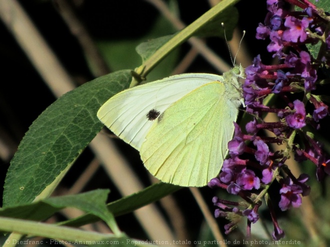 Photo de Papillon