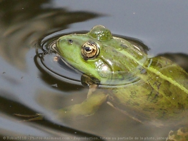 Photo de Grenouille