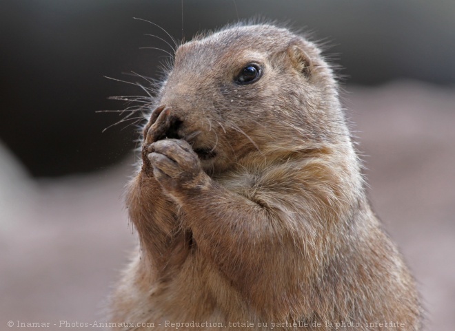 Photo de Chien de prairie