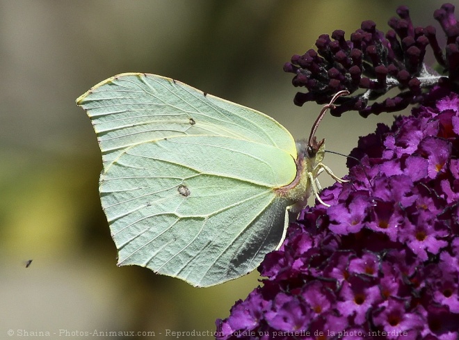 Photo de Papillon