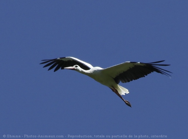 Photo de Cigogne