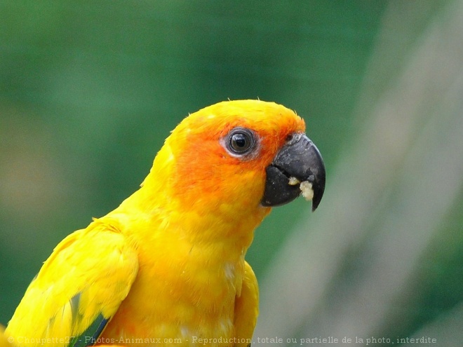 Photo de Conure soleil