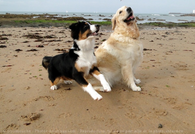 Photo de Races diffrentes