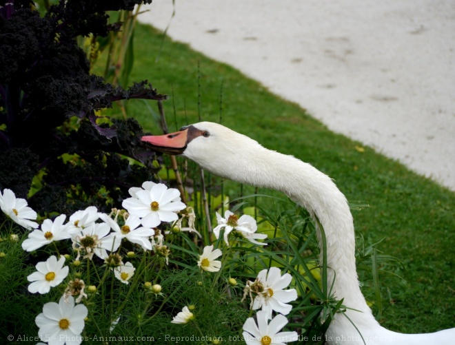 Photo de Cygne