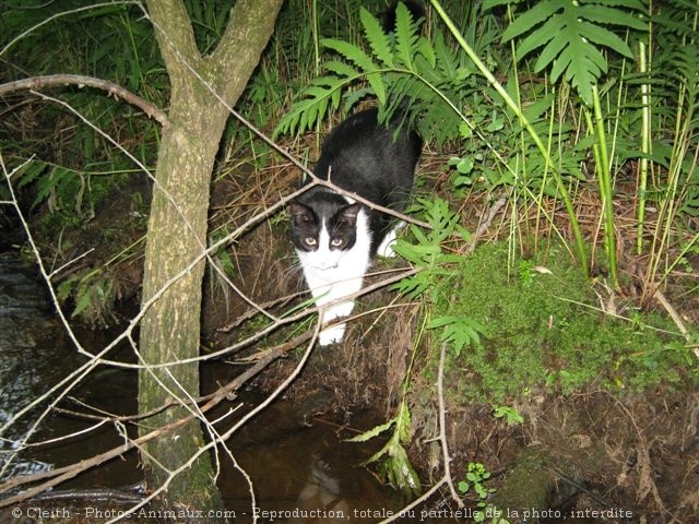 Photo de Chat domestique