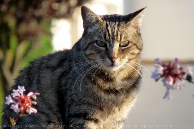 Photo de Chat domestique