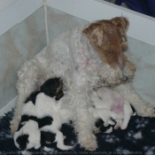 Photo de Fox terrier  poil dur