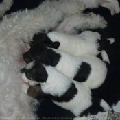 Photo de Fox terrier  poil dur