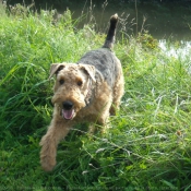 Photo d'Airedale terrier