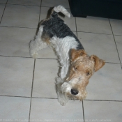 Photo de Fox terrier  poil dur