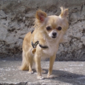 Photo de Chihuahua  poil long